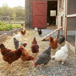 Farm Fresh Eggs- 12 Cage Free Eggs
