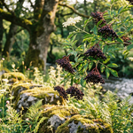 Elderberry Syrup- 16oz Jar; Daily Immune Support