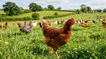Farm Fresh Eggs- 12 Cage Free Eggs